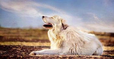 Gran Pirineo - Guía de razas de perros