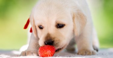 Pueden comer fresas los perros?