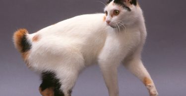 Bobtail japonés - Guía de razas de gatos