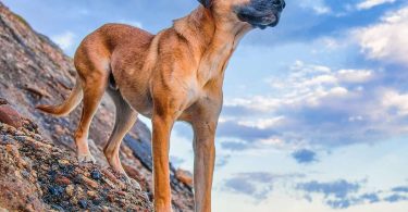 Cur de montaña - Guía de razas de perros