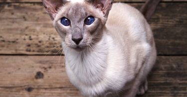 Oriental de pelo corto - Guía de razas de gatos
