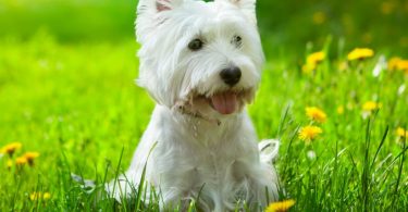 Terriers - Razas y Tipos: Guía de razas de perros