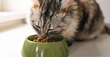 Pueden comer mango los gatos?